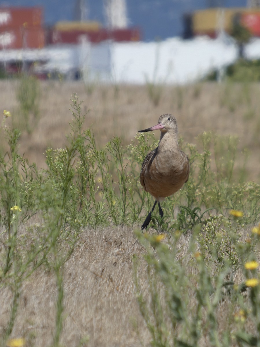 Marbled Godwit - ML641735436