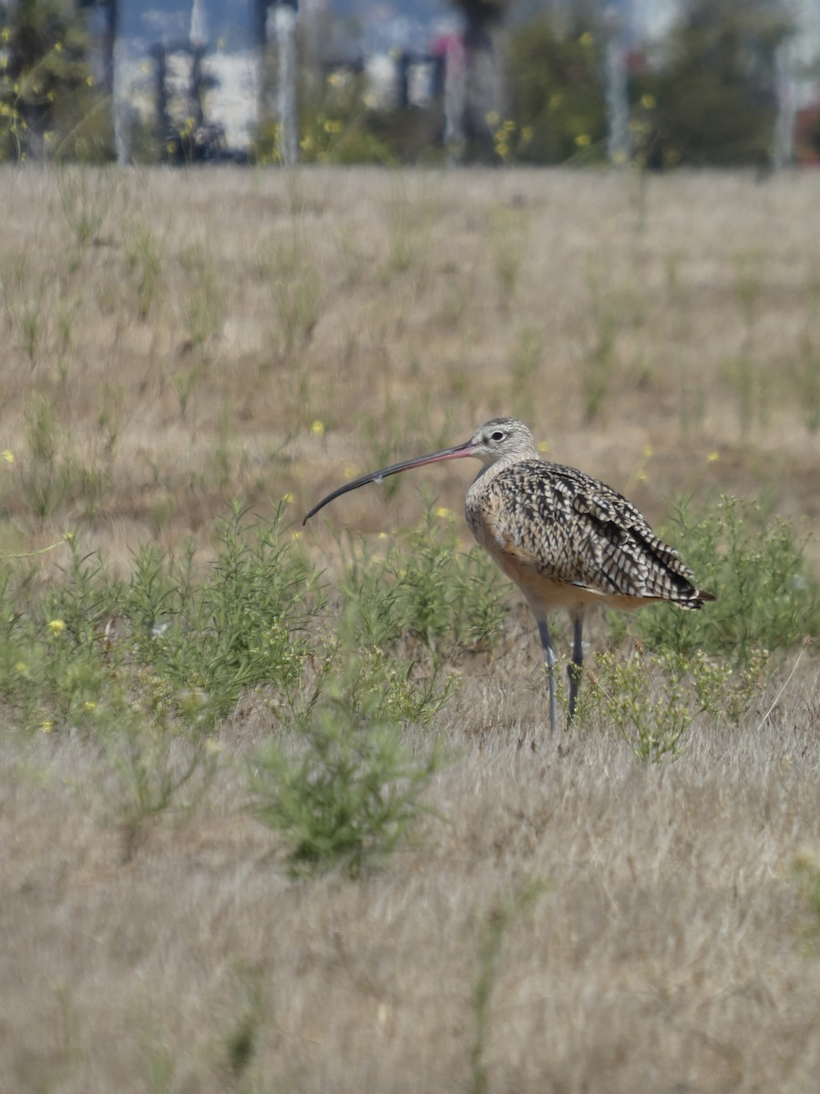 Long-billed Curlew - ML641735438