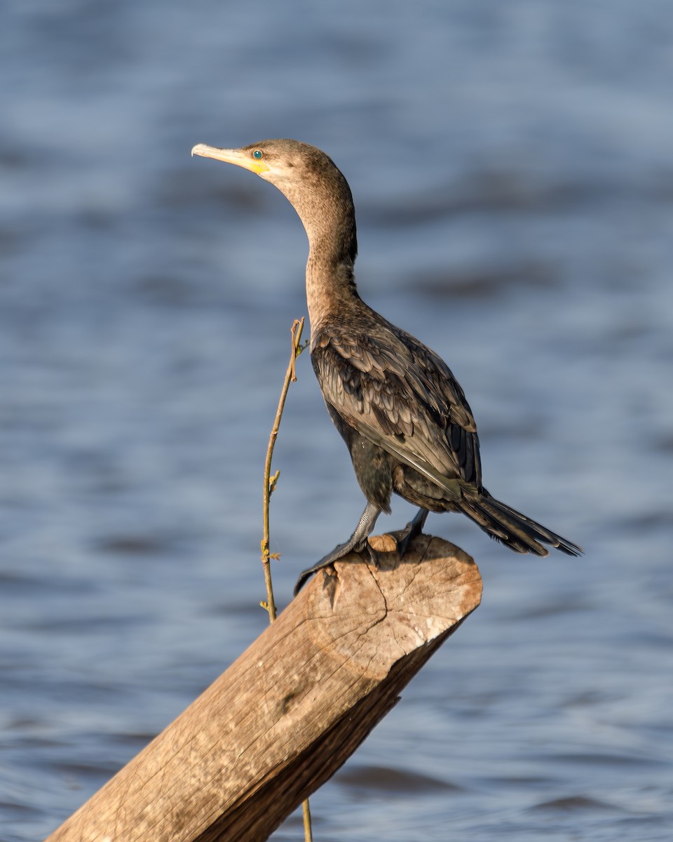 Neotropic Cormorant - ML641735471