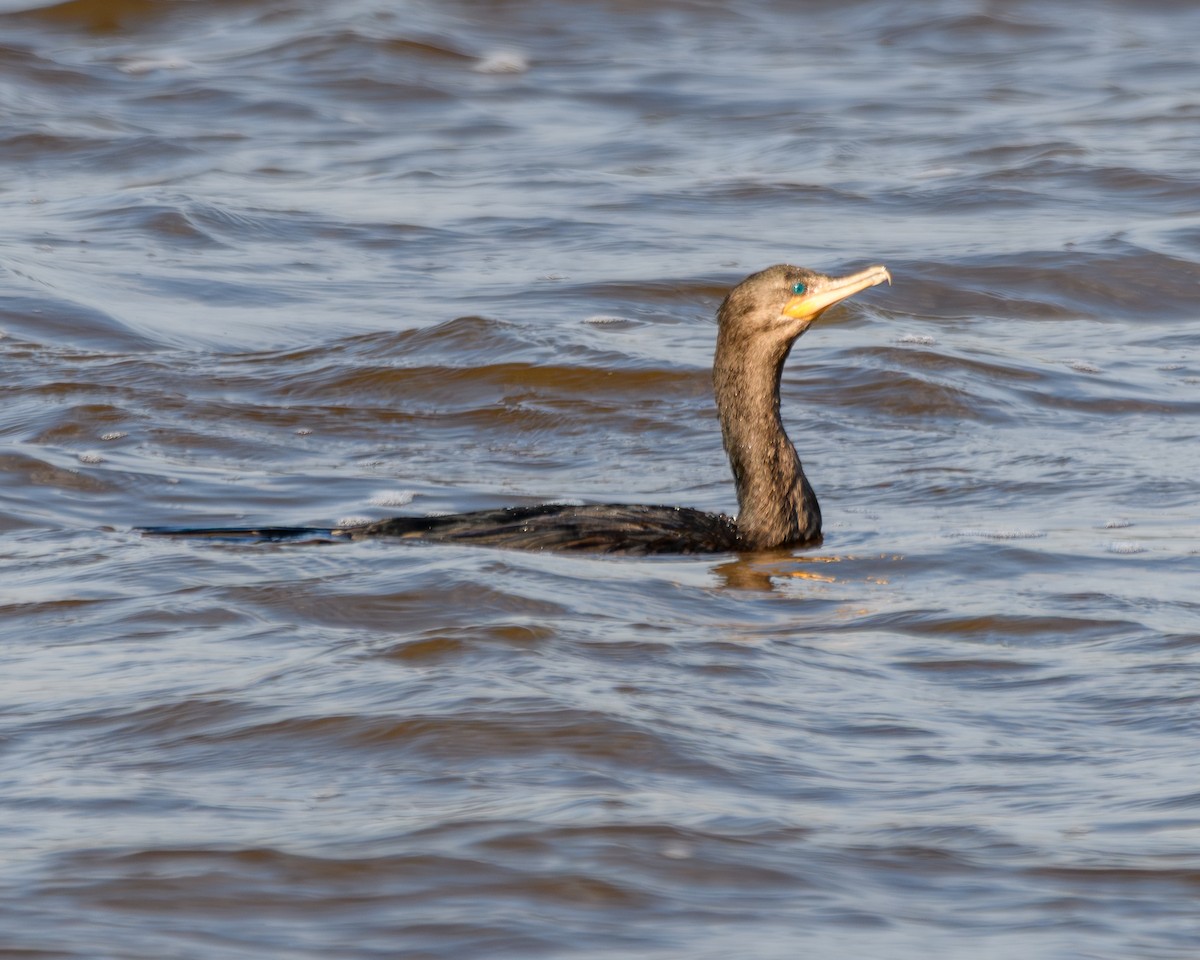 Neotropic Cormorant - ML641735472