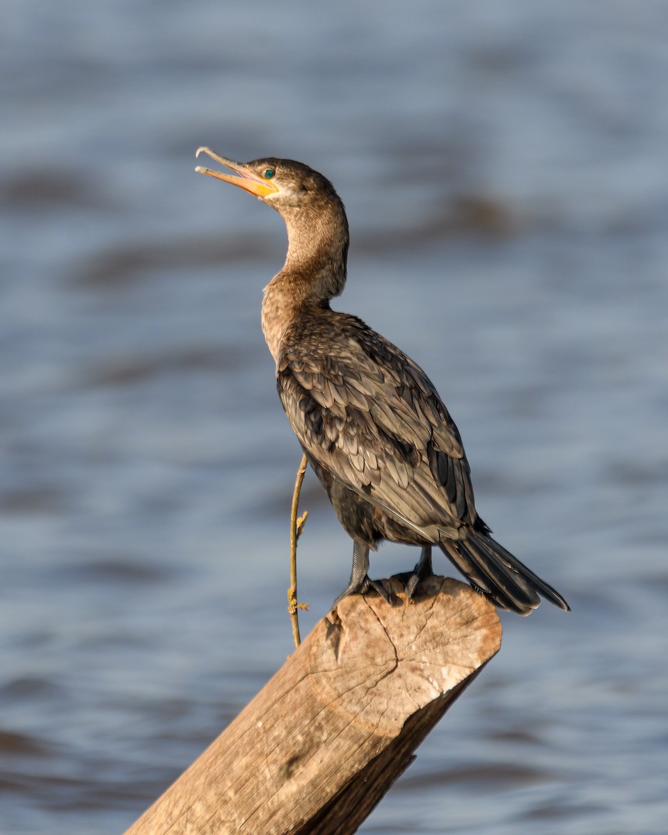 Neotropic Cormorant - ML641735473