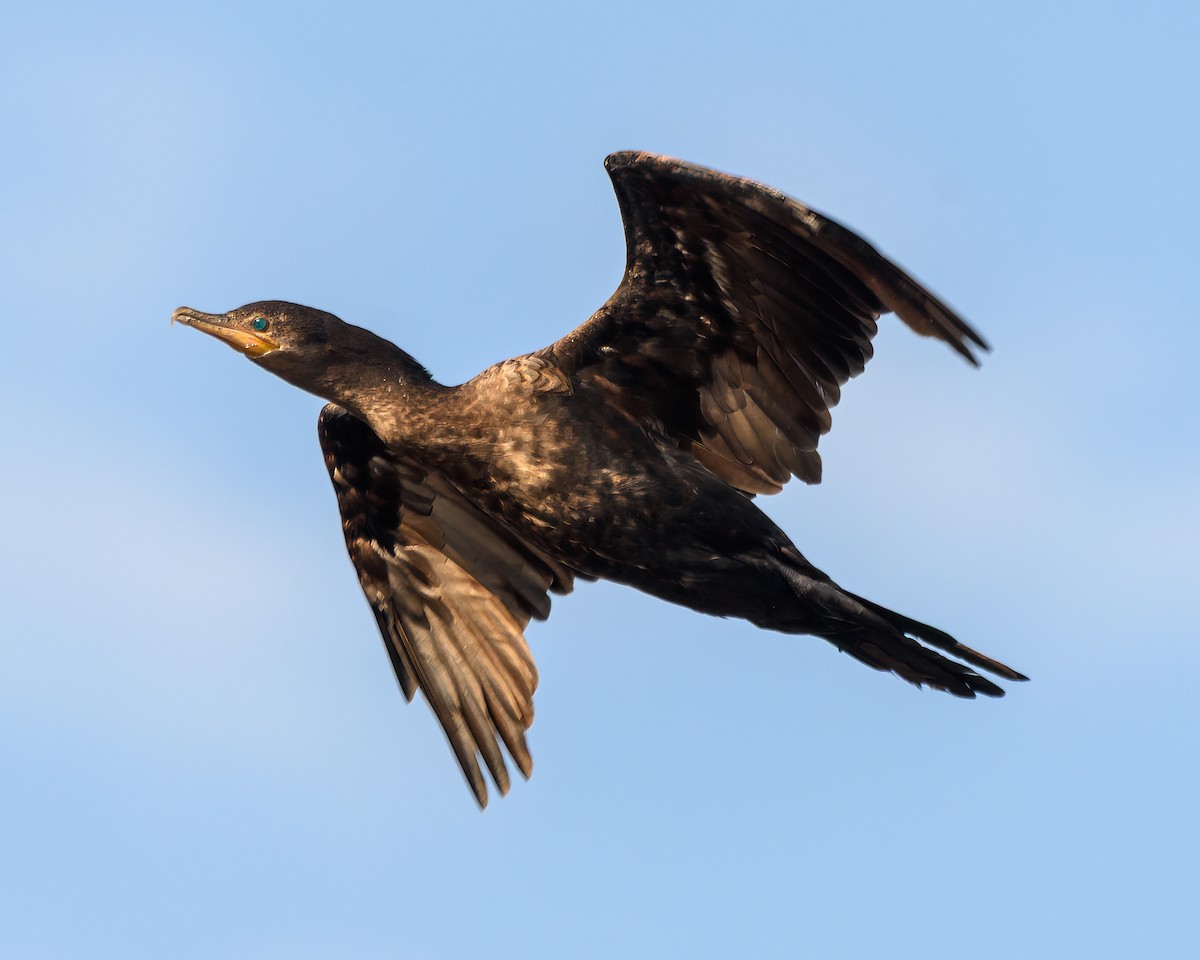 Neotropic Cormorant - ML641735474