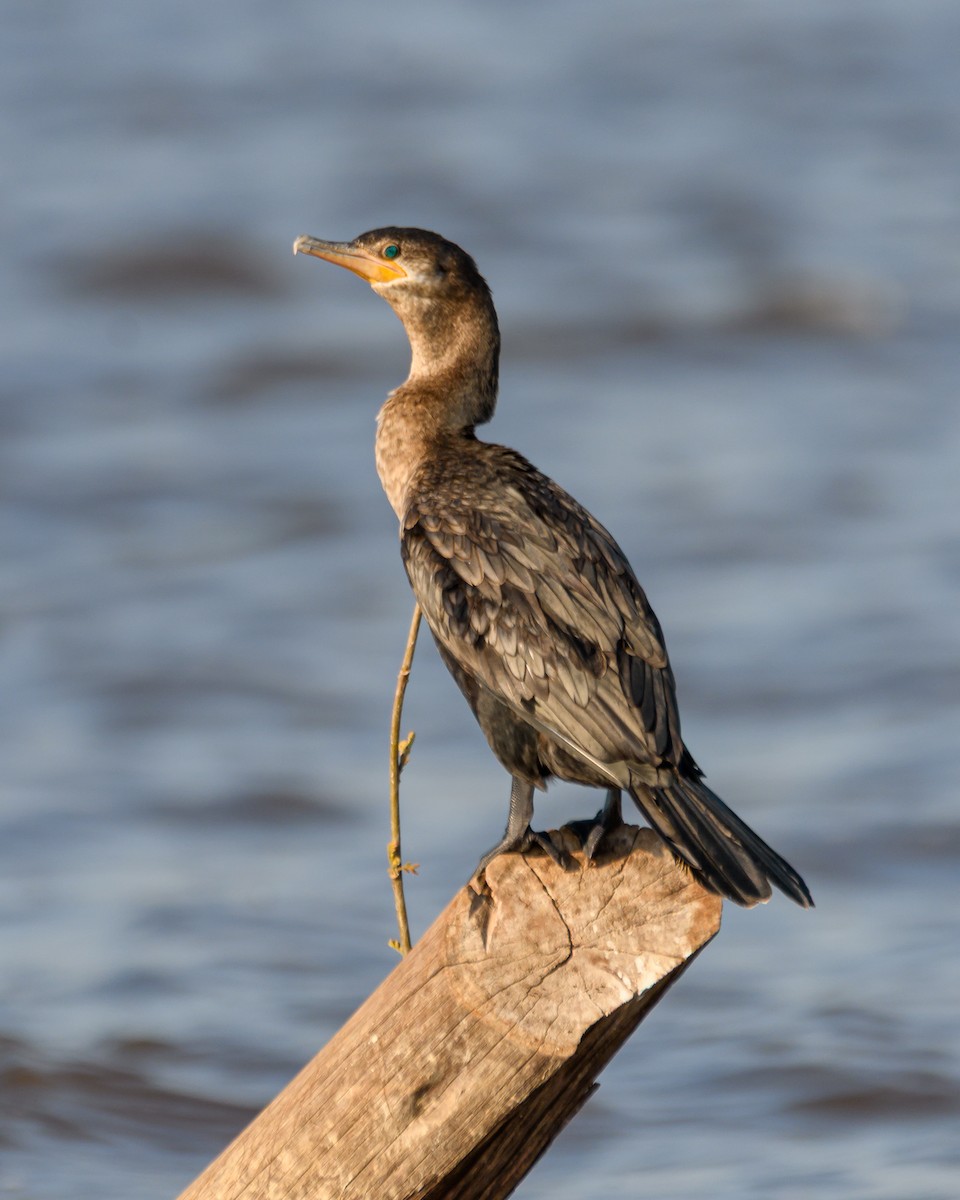 Neotropic Cormorant - ML641735475
