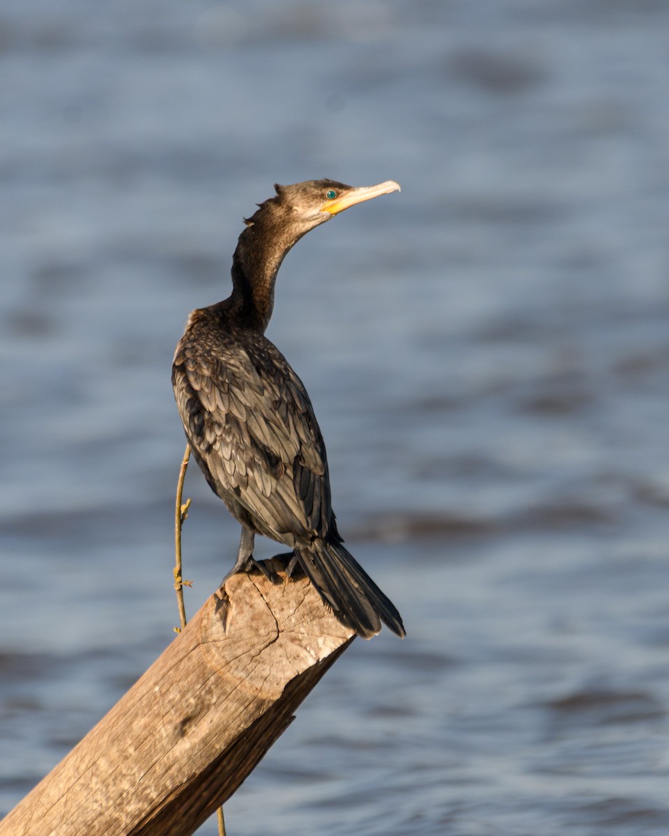 Neotropic Cormorant - ML641735476