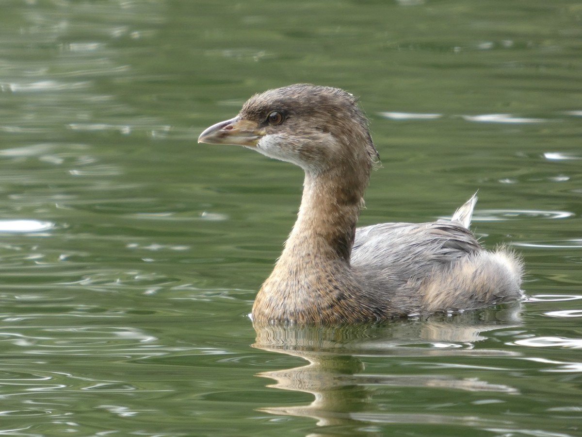 Pied-billed Grebe - ML641735496