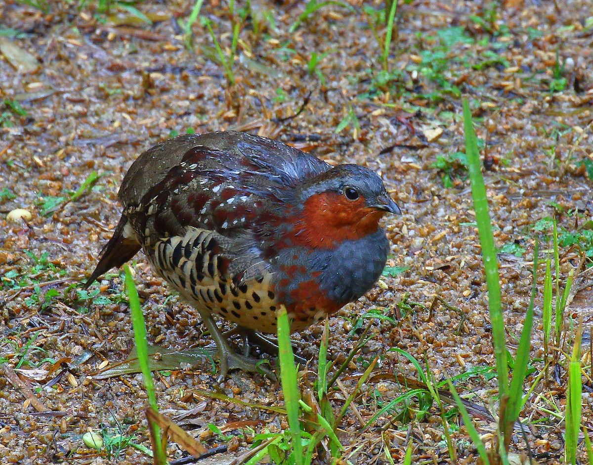 Chinese Bamboo-Partridge - ML641735501