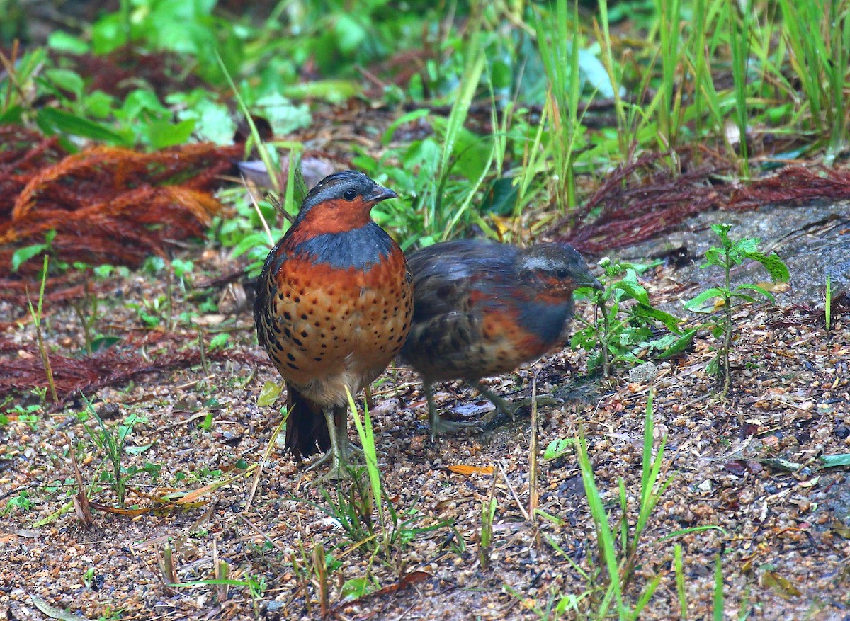 Chinese Bamboo-Partridge - ML641735502