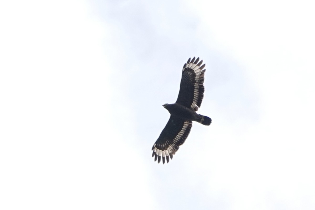 Haubenschlangenadler - ML641735519