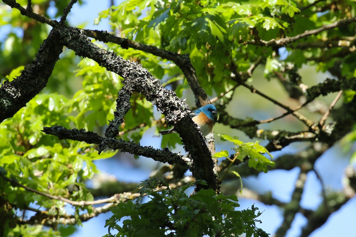 Passerin azuré - ML641735560