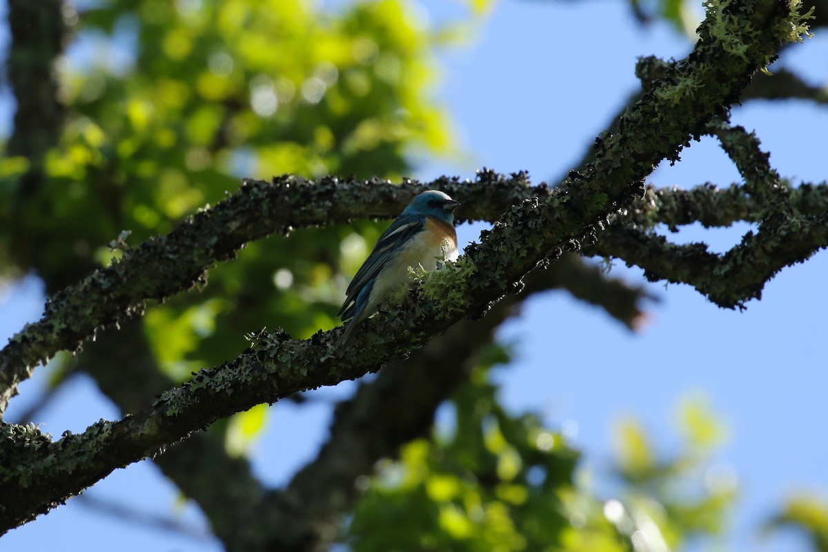 Passerin azuré - ML641735561