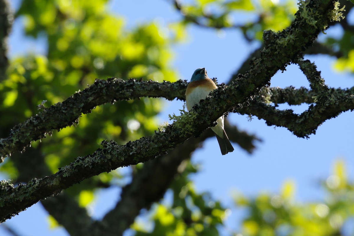 Passerin azuré - ML641735562