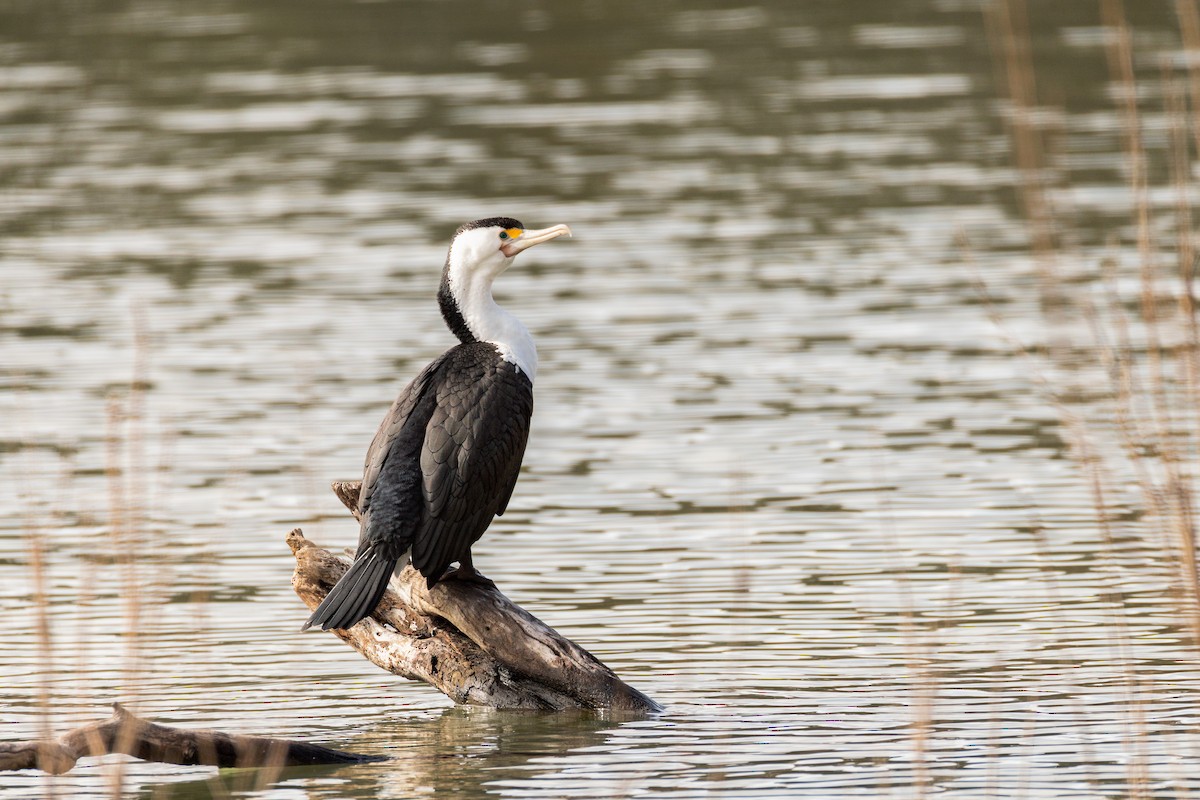 Cormoran varié - ML641735579