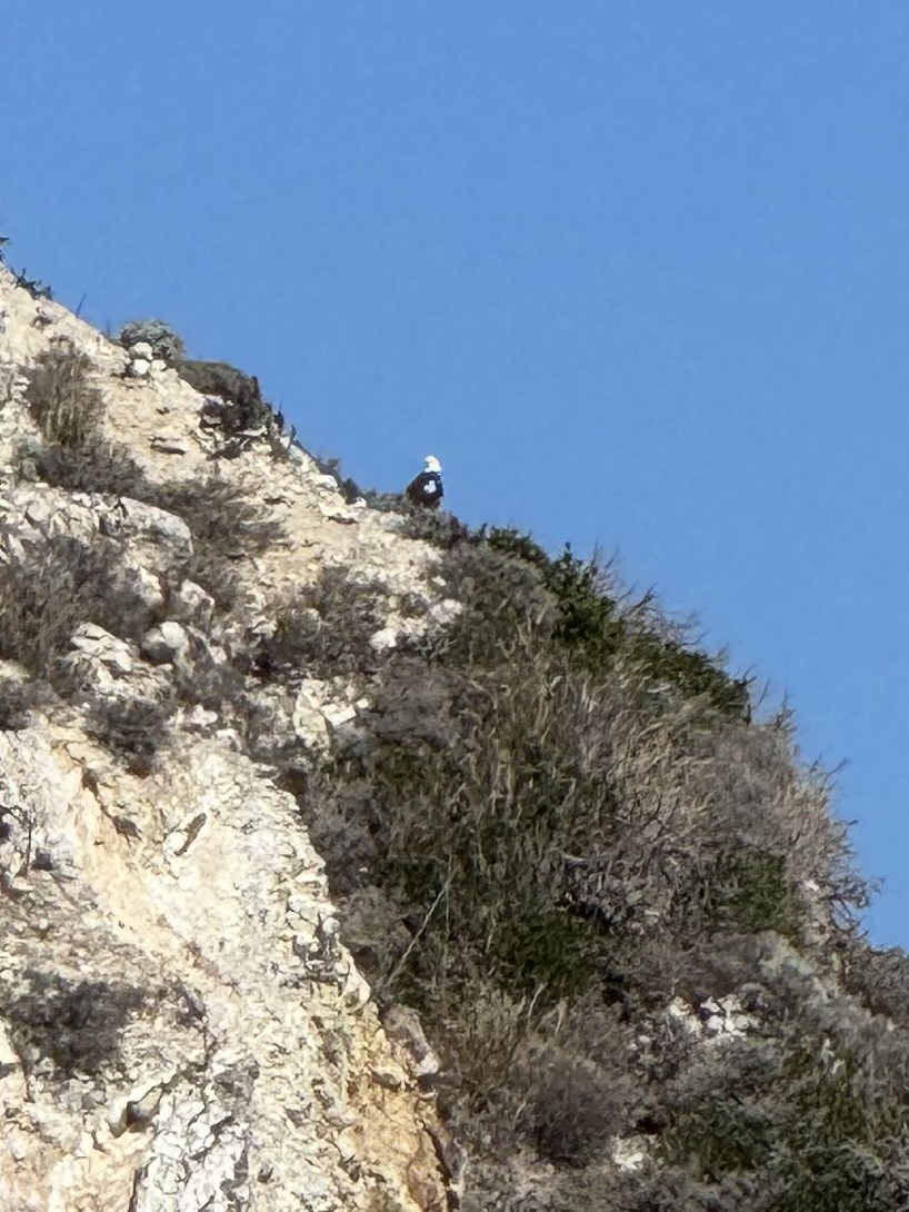 Bald Eagle - ML641735593
