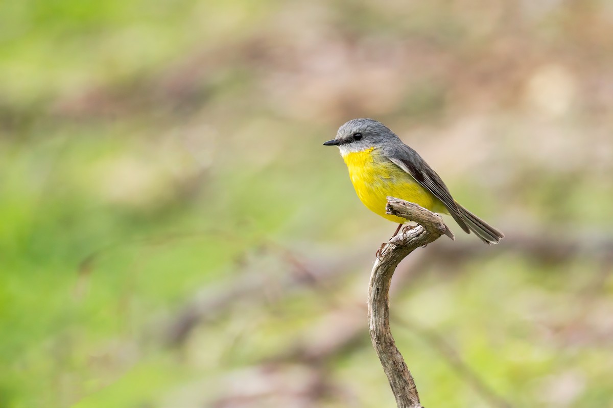 Miro à poitrine jaune - ML641735613