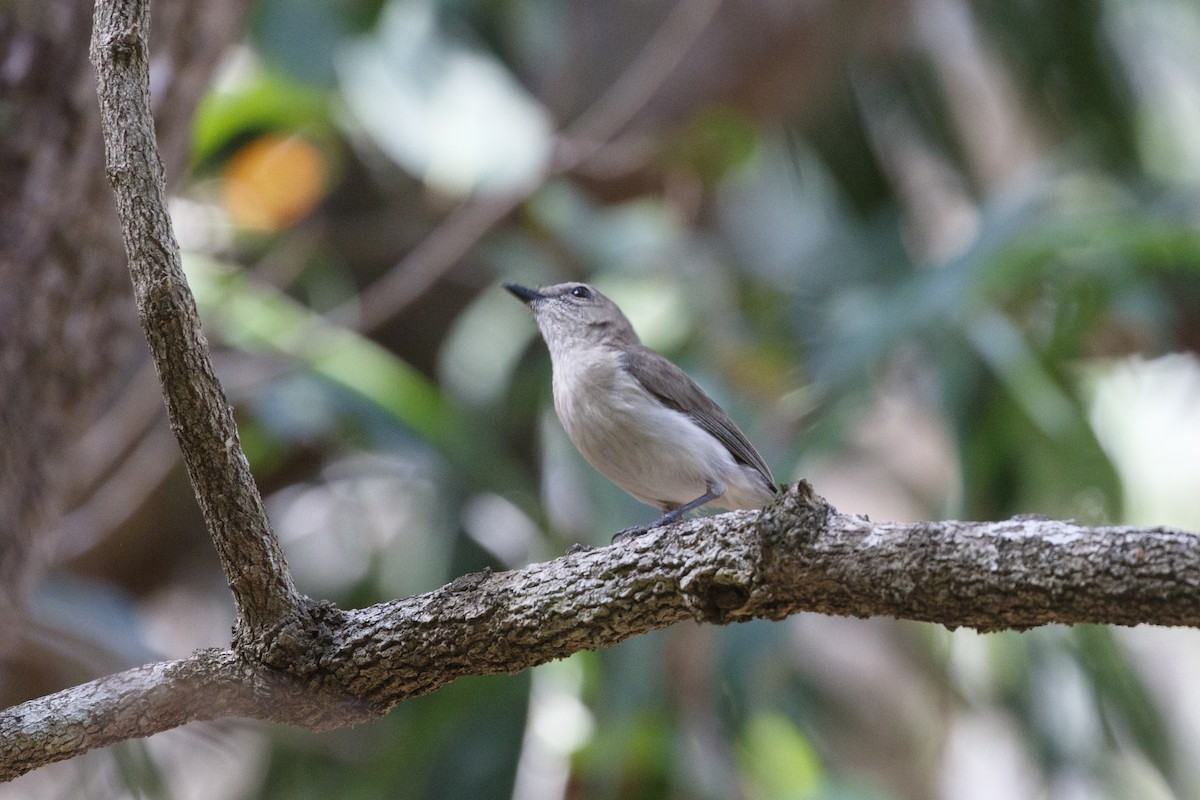 Gray Whistler (Brown) - ML641735640