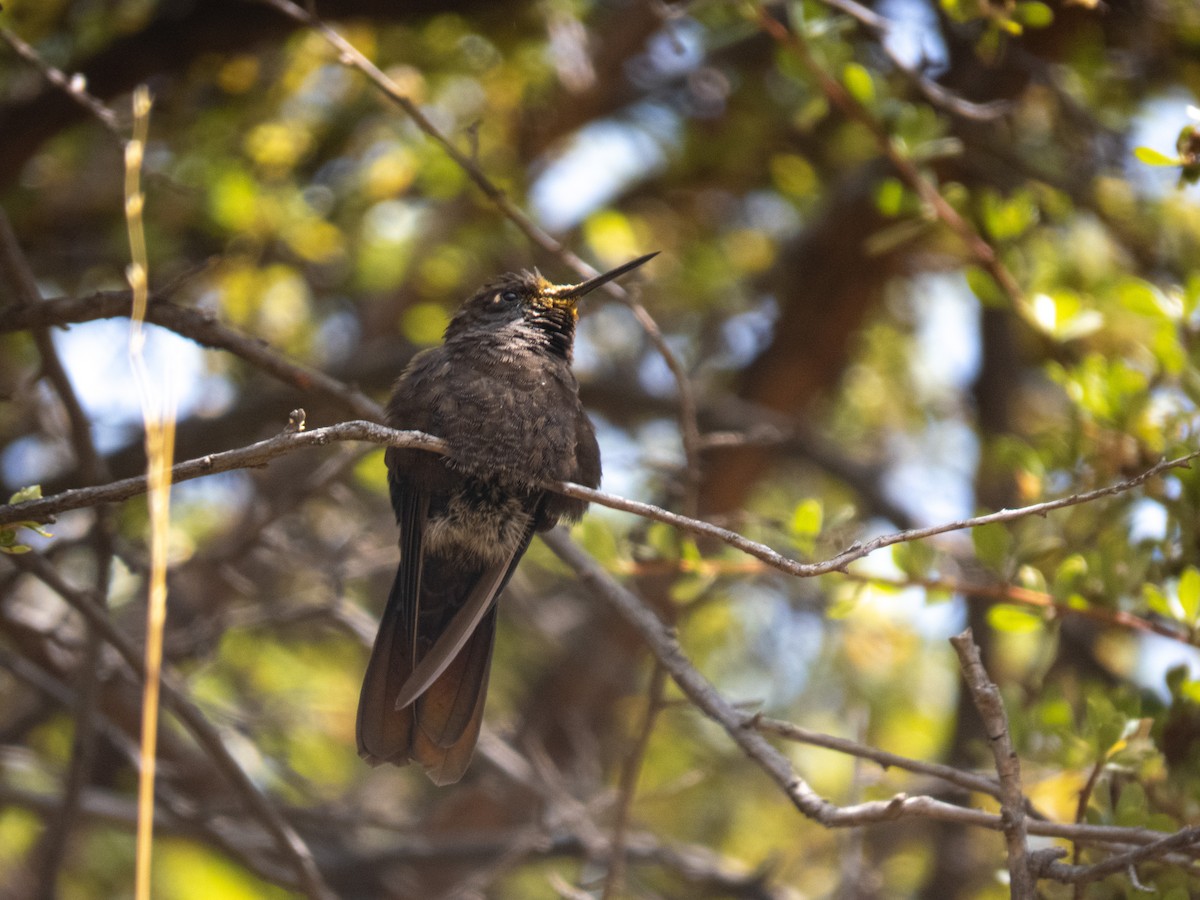 Black Metaltail - ML641735652