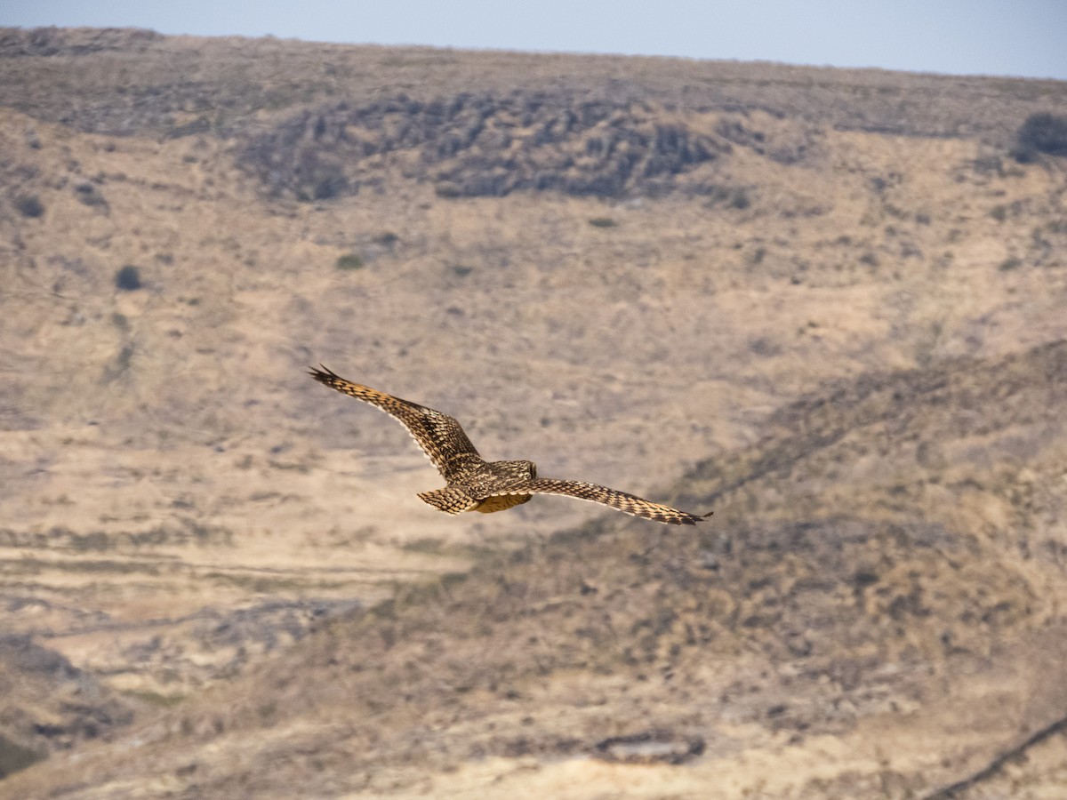 Short-eared Owl - ML641735682