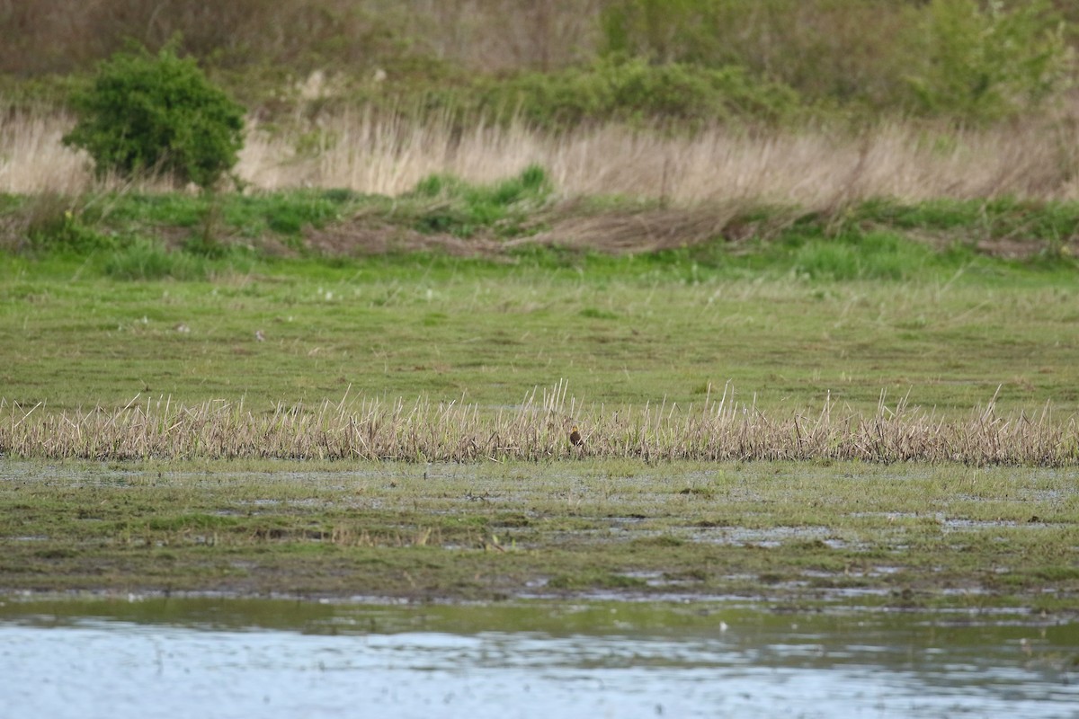 Yellow-headed Blackbird - ML641735695