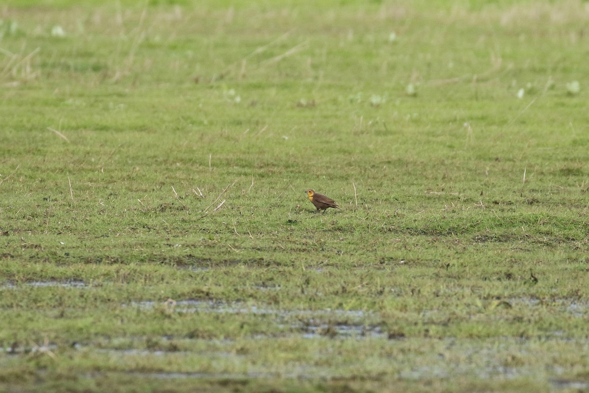 Yellow-headed Blackbird - ML641735696