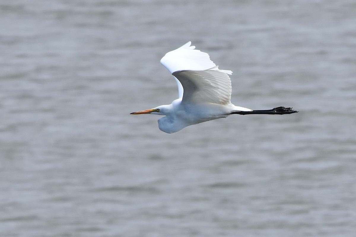 Great Egret - ML641735713