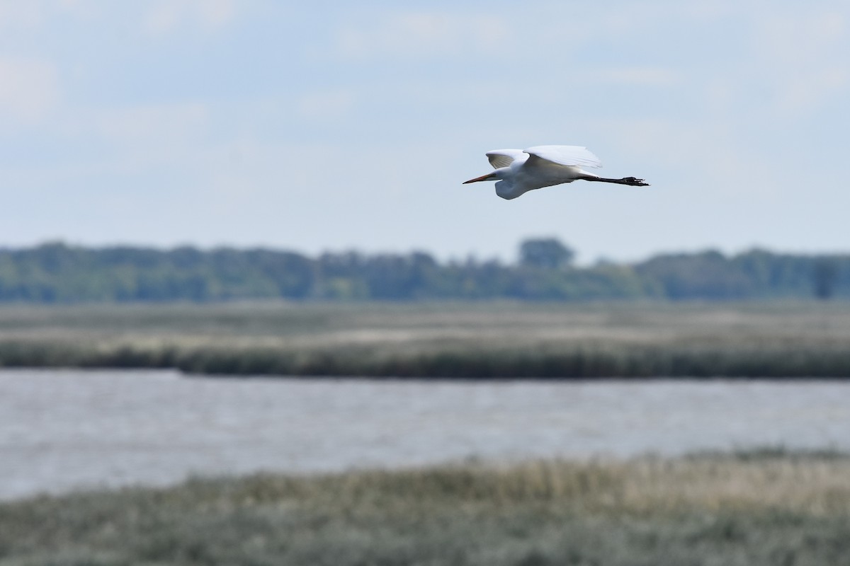 Great Egret - ML641735717