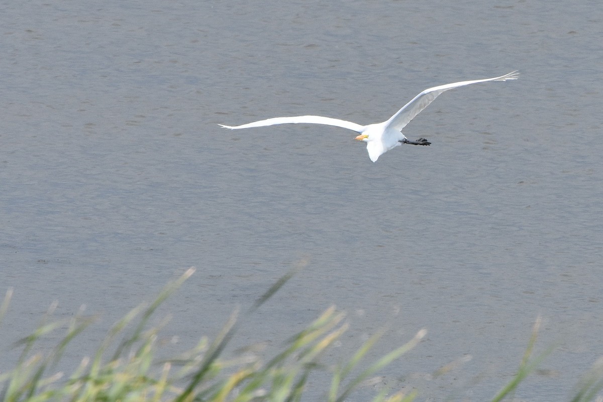 Great Egret - ML641735728