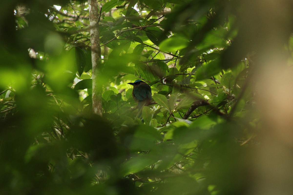 Lesson's Motmot - ML641735740
