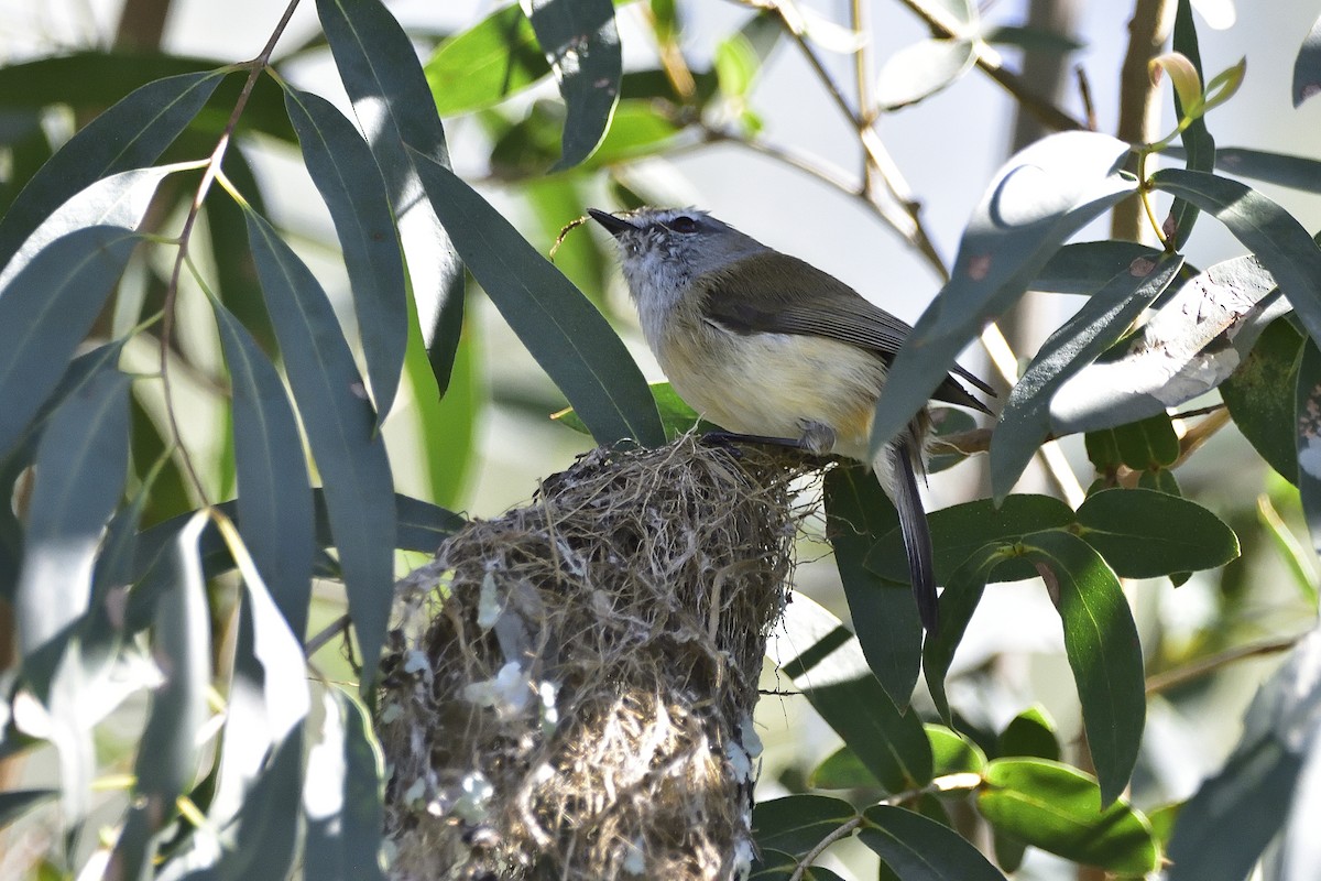 Brown Gerygone - ML641735742