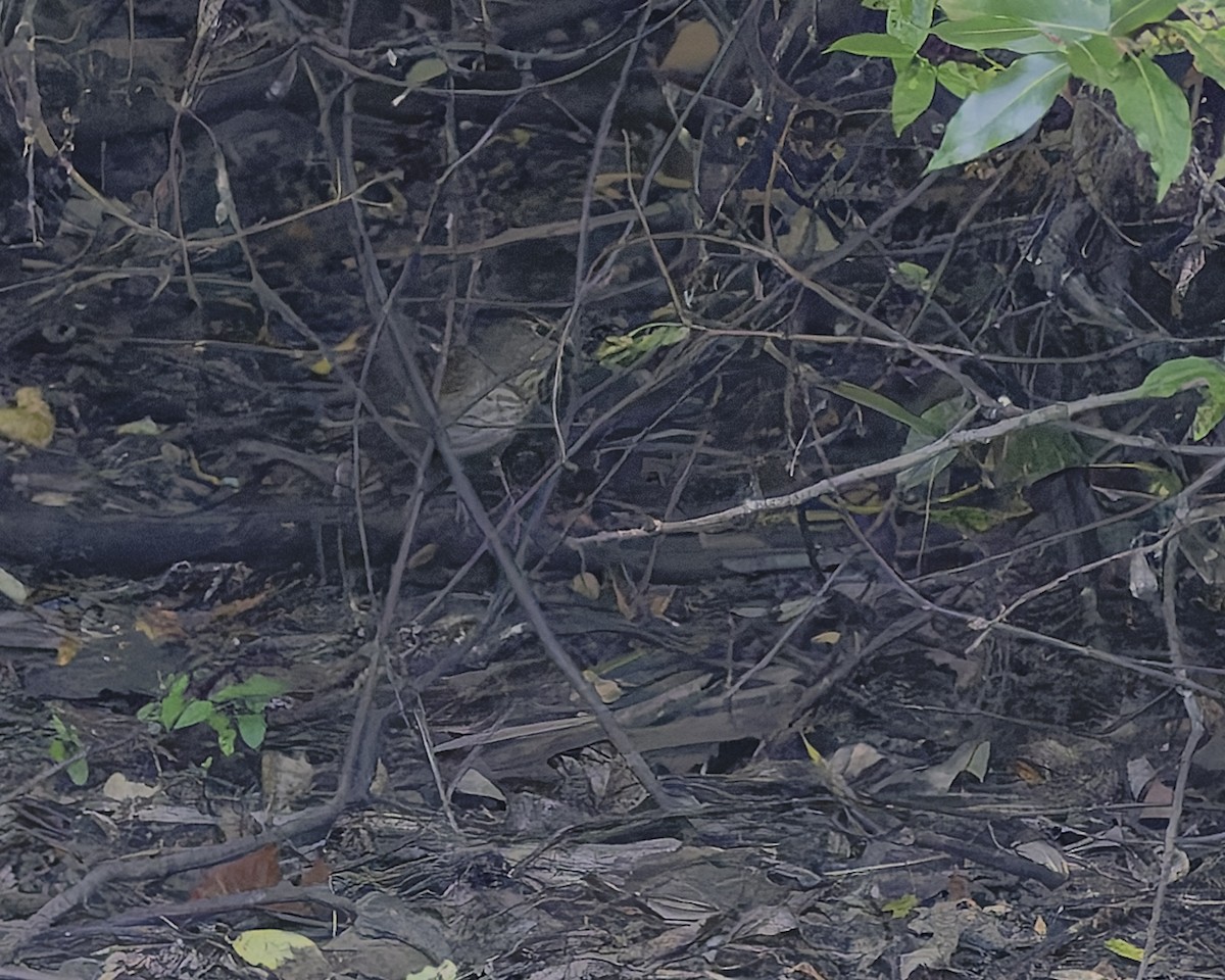 Swainson's Thrush - ML641735744