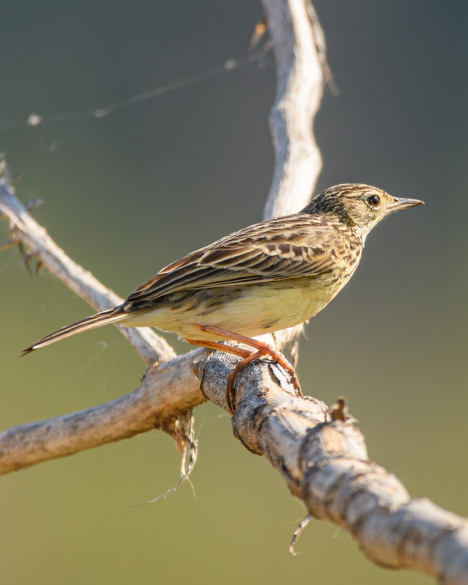 Yellowish Pipit - ML641735758
