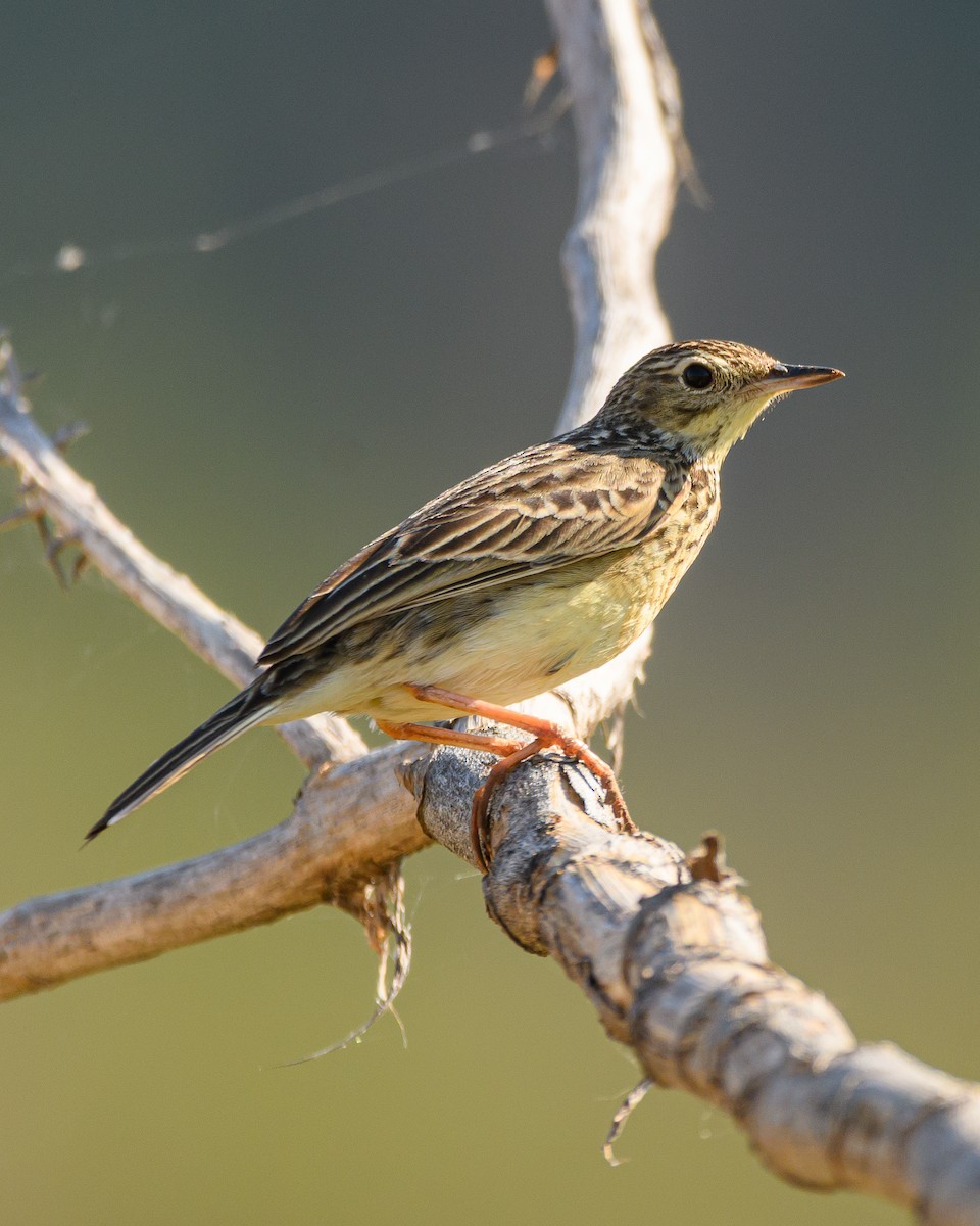 Yellowish Pipit - ML641735759