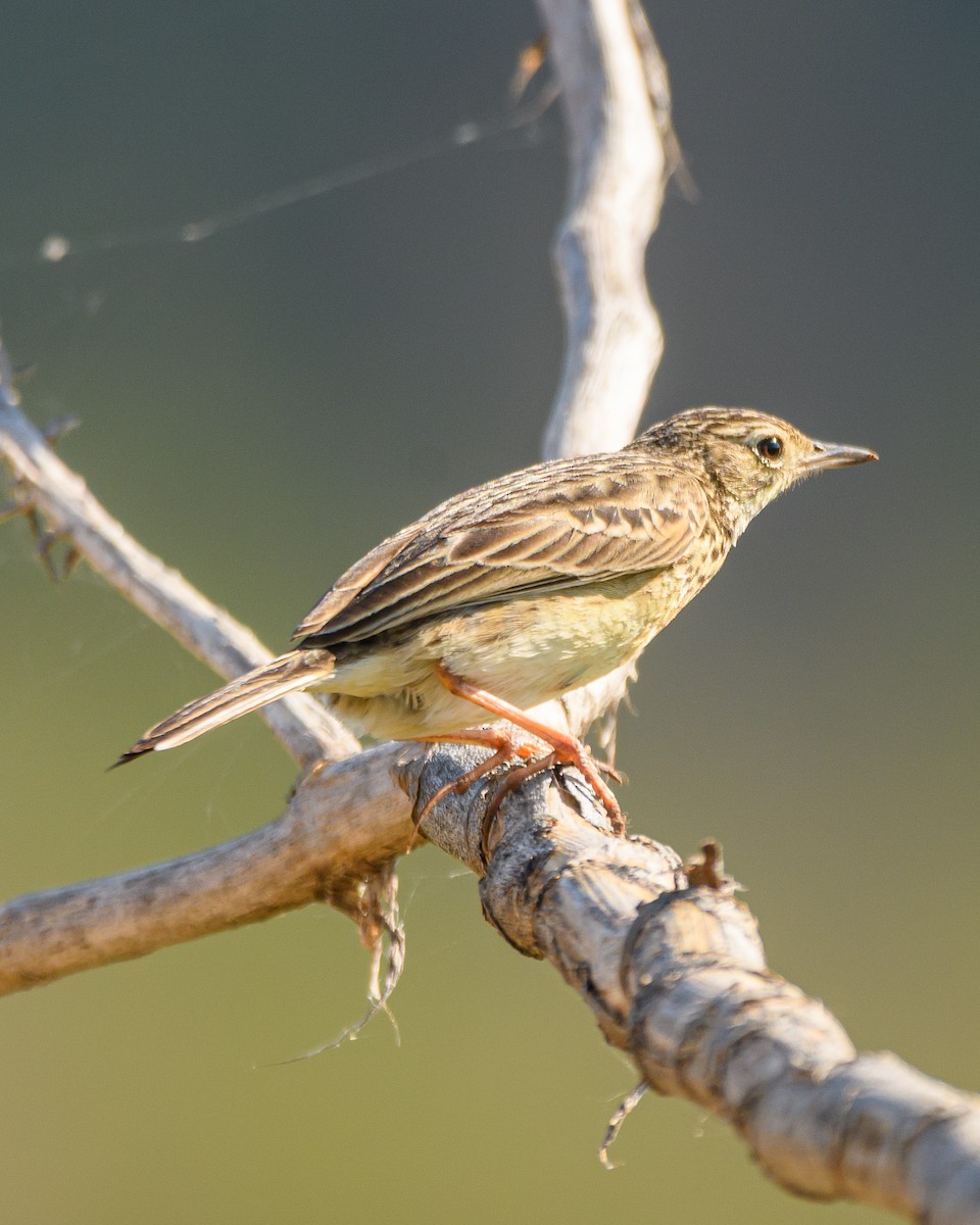 Yellowish Pipit - ML641735760