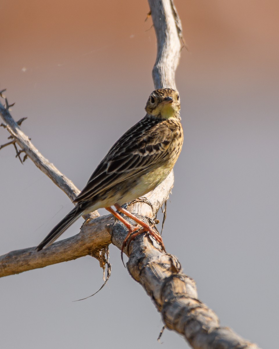 Yellowish Pipit - ML641735762