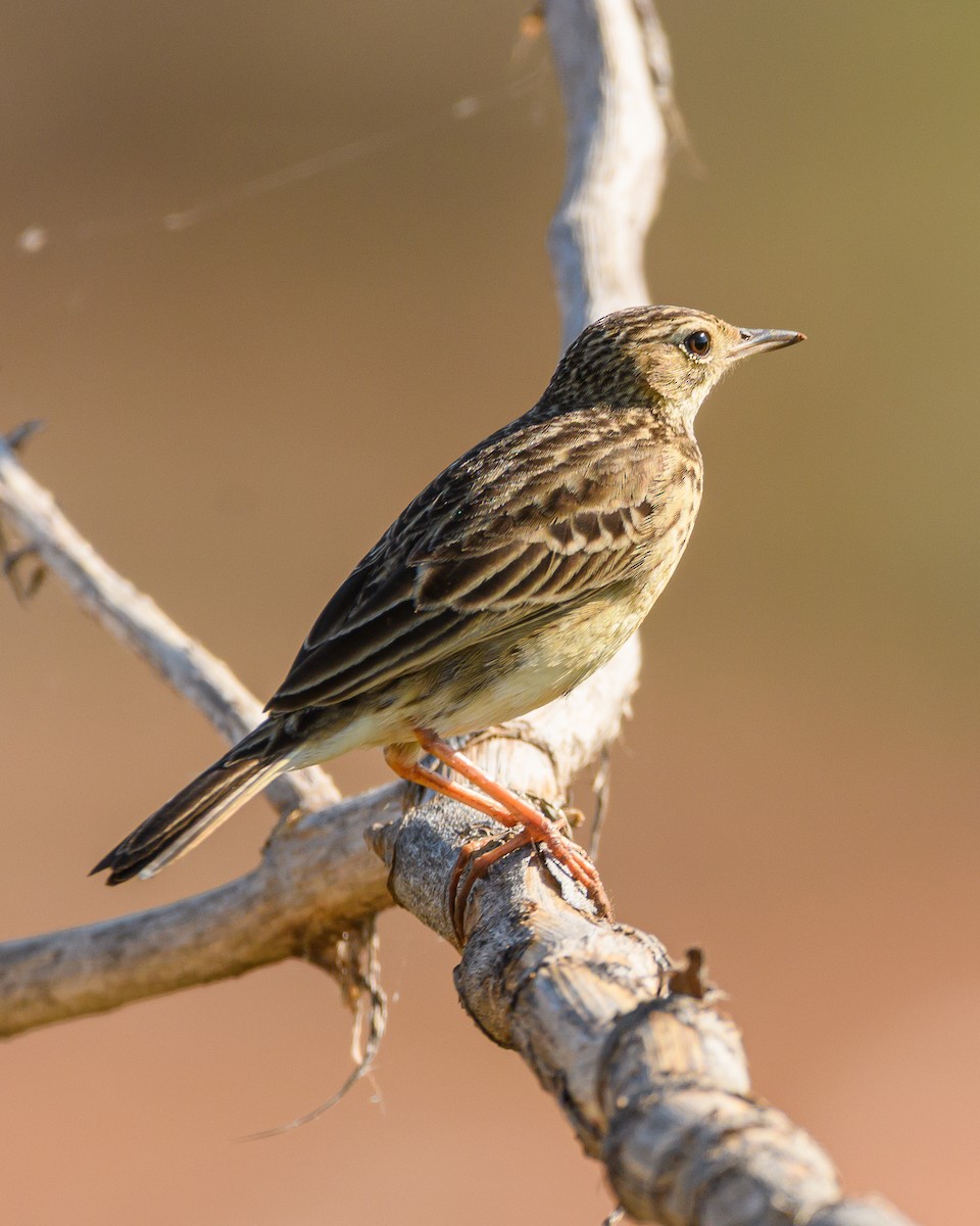 Yellowish Pipit - ML641735765