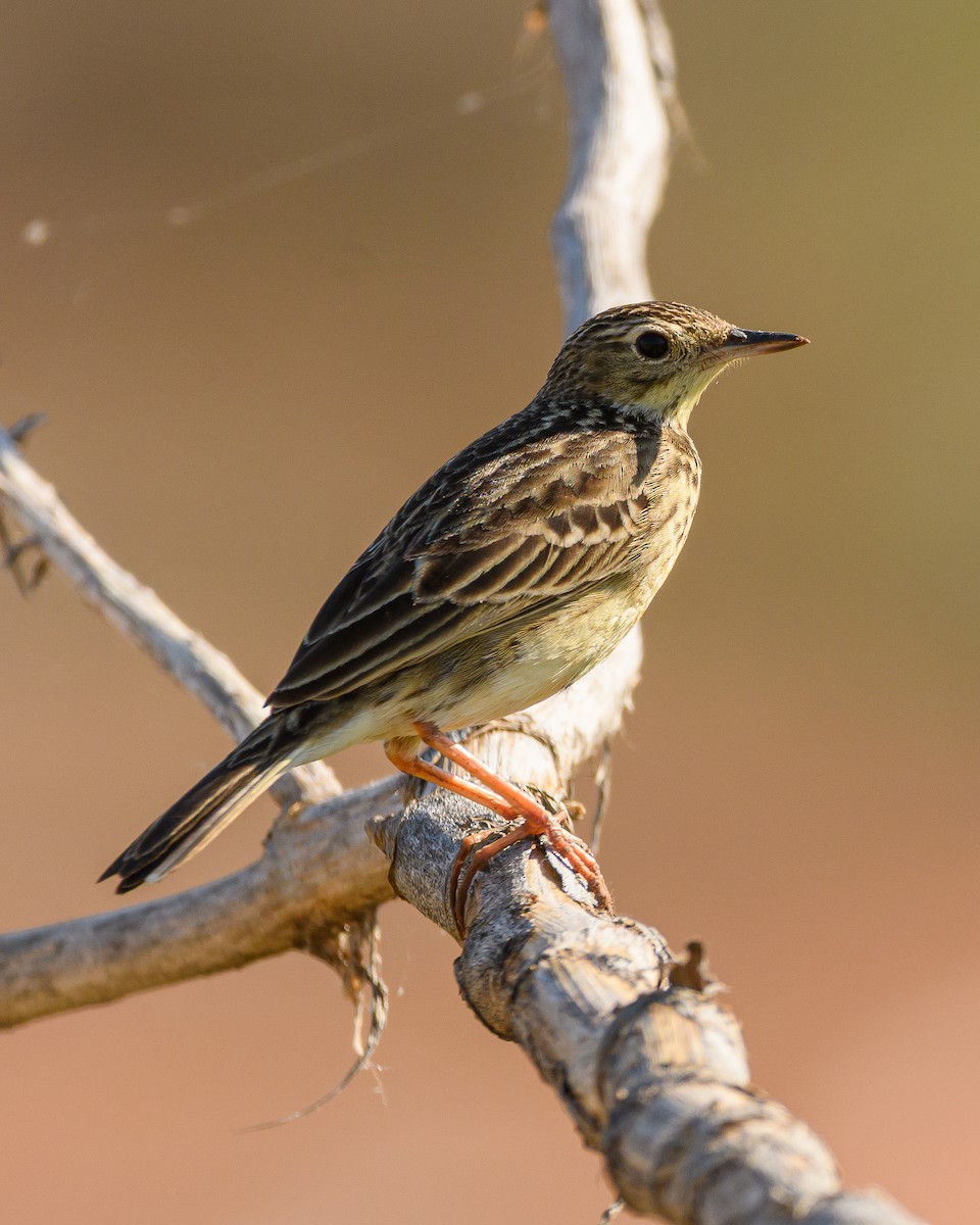 Yellowish Pipit - ML641735766