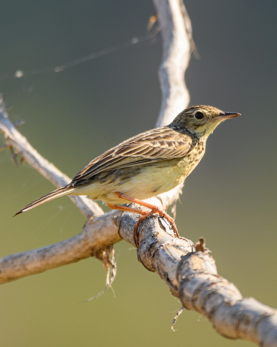 Yellowish Pipit - ML641735767