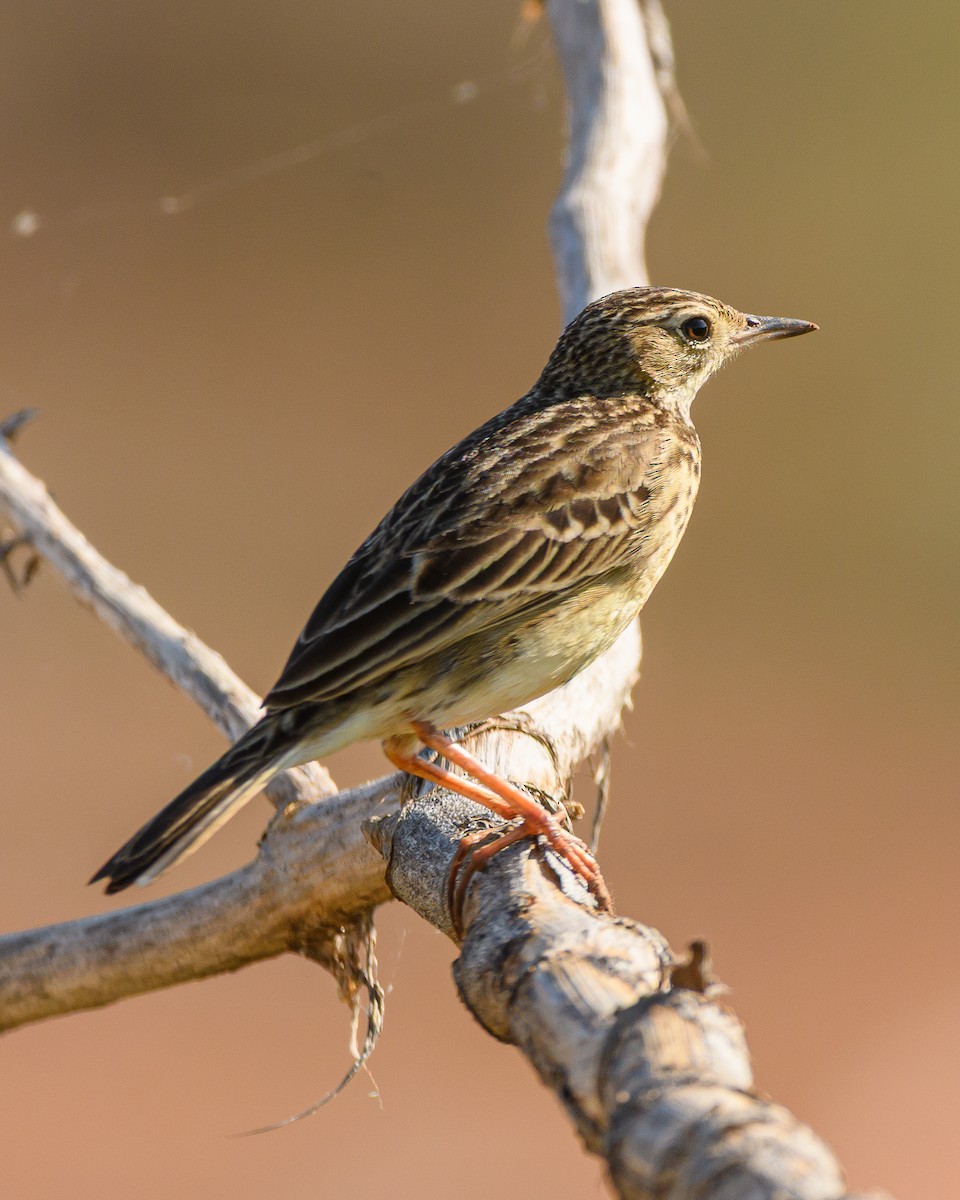 Yellowish Pipit - ML641735768