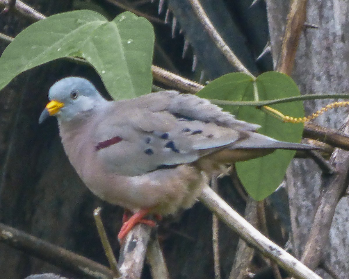 Croaking Ground Dove - ML641735790
