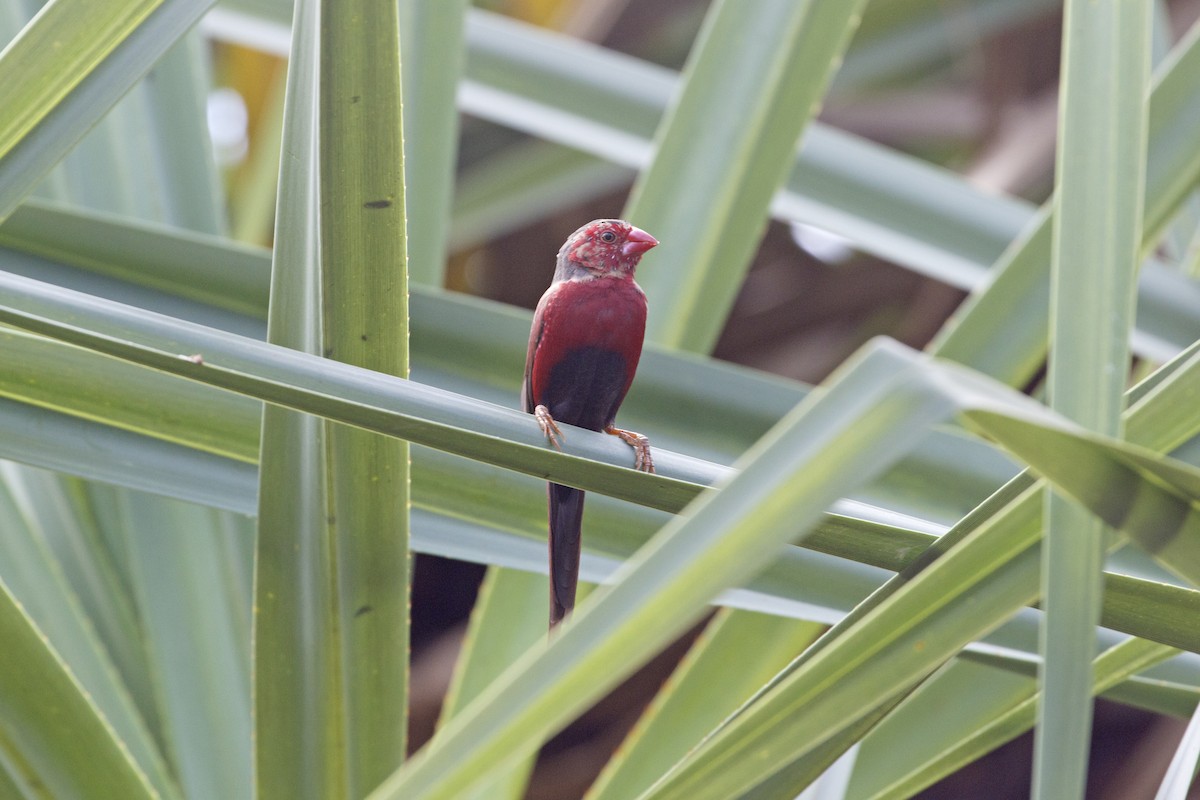 Crimson Finch (Black-bellied) - ML641735830