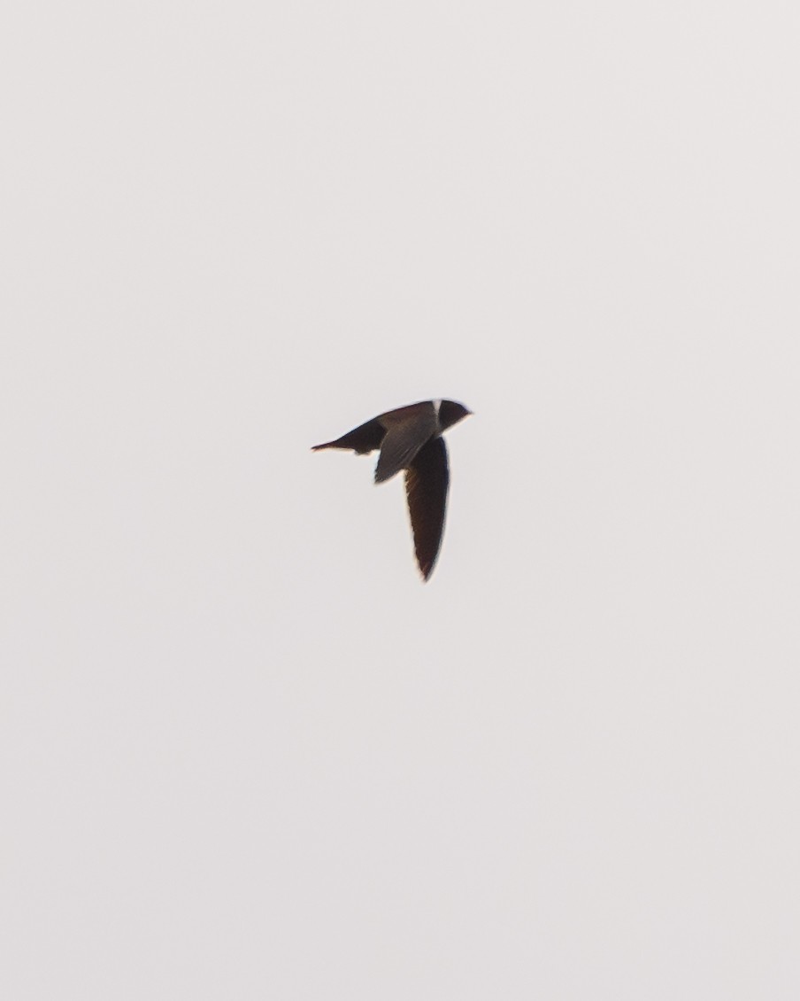 White-collared Swift - ML641735835