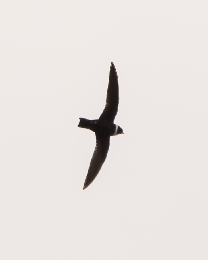 White-collared Swift - ML641735836