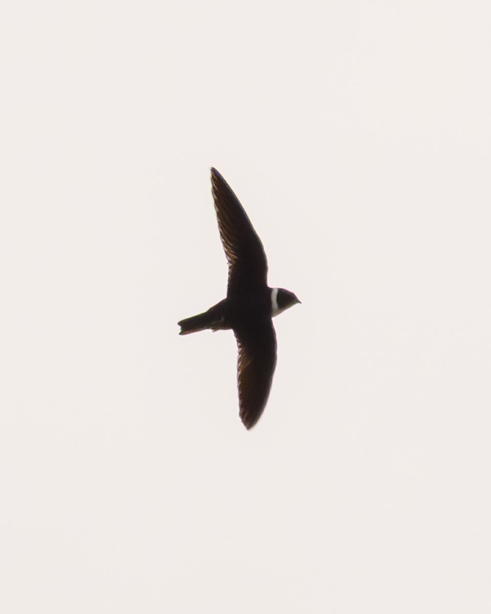 White-collared Swift - ML641735837