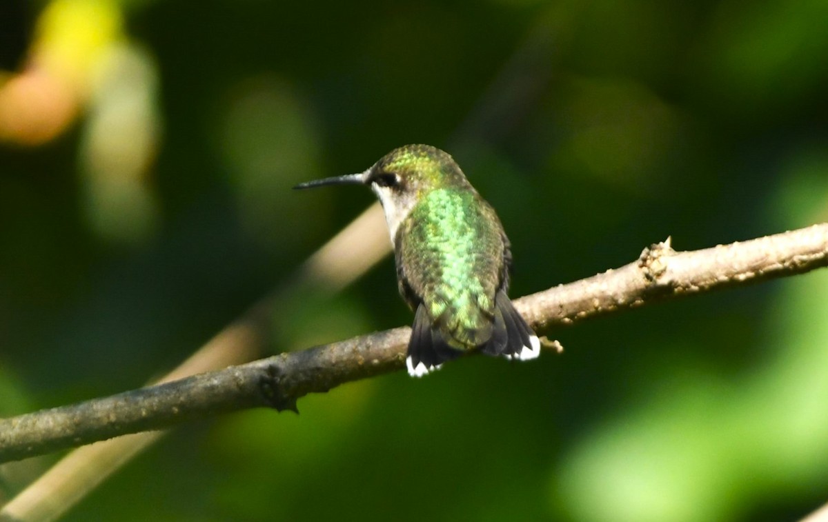 kalypta rubínohrdlá - ML641735849