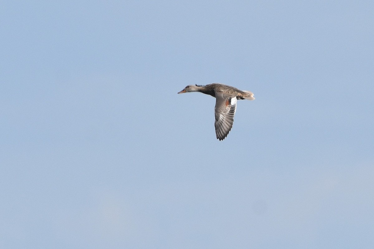 Gadwall - ML641735861