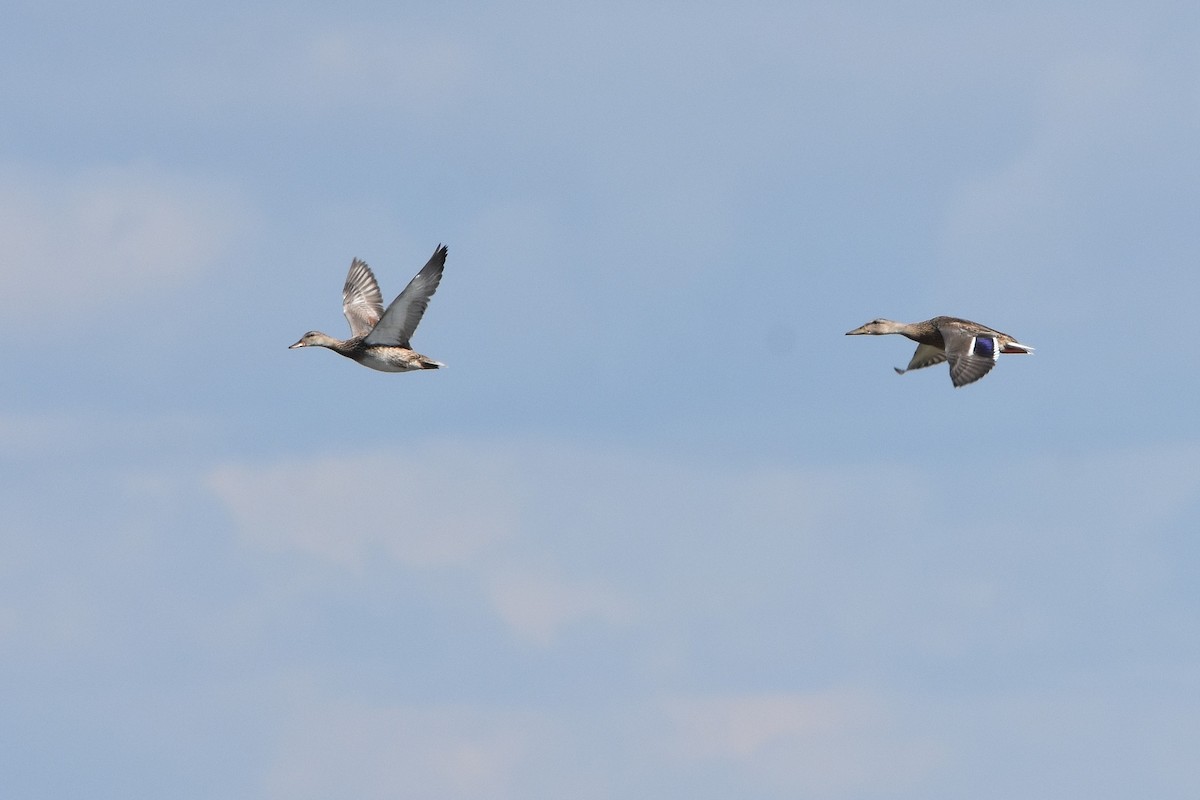 Mallard - ML641735865