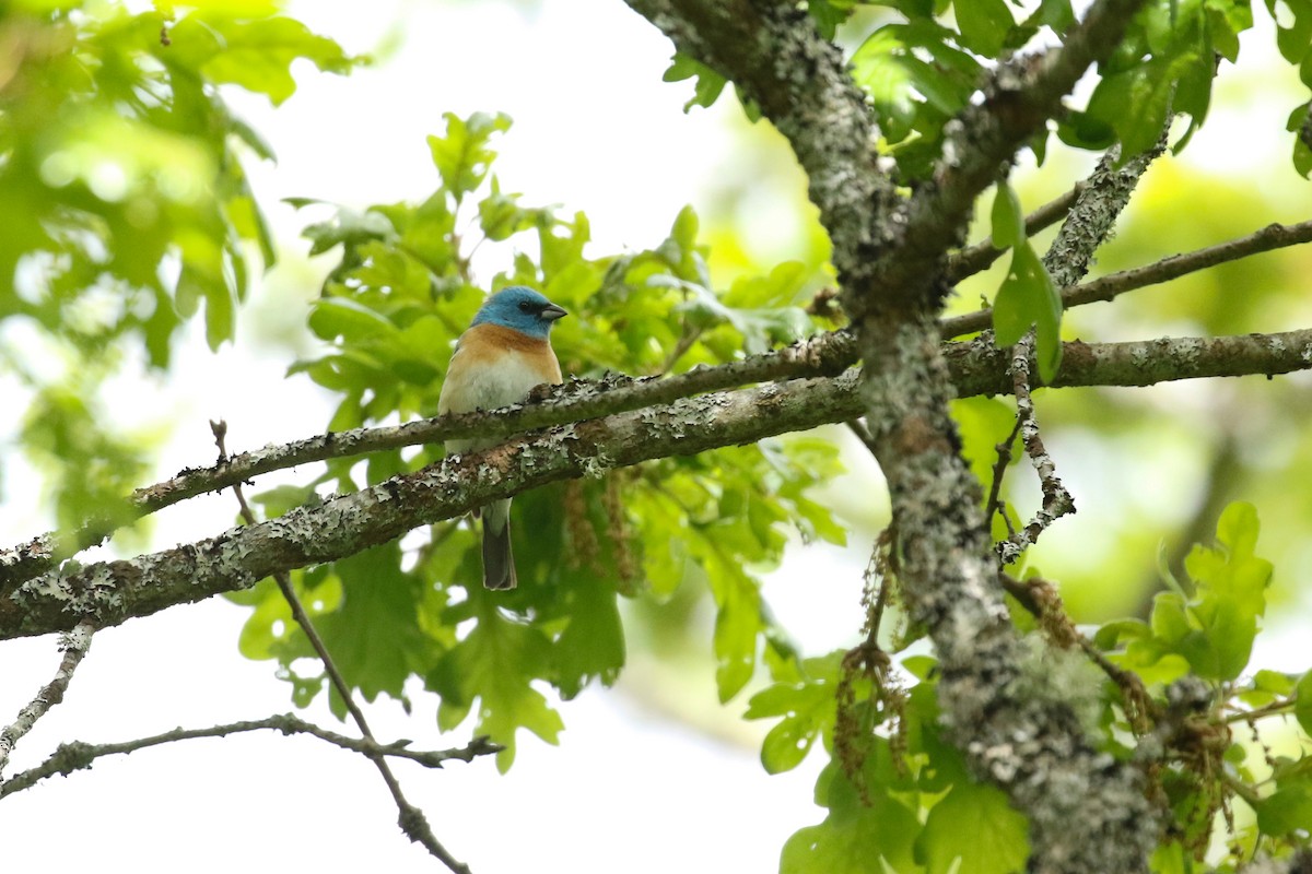 Passerin azuré - ML641735895