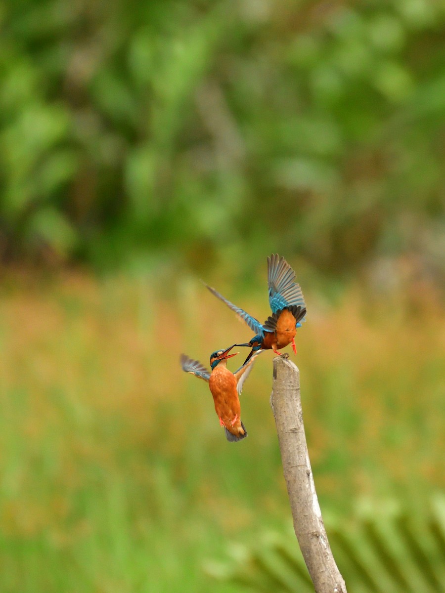 Common Kingfisher - Dr Jishnu R