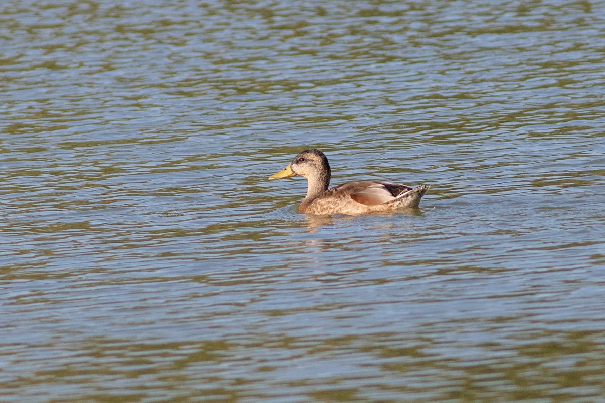 anatidé sp. (canard sp.) - ML641735945