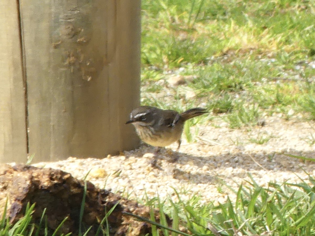 Spotted Scrubwren - ML641735947