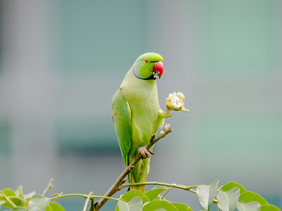 Rose-ringed Parakeet - ML641735993